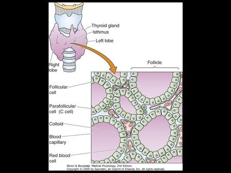 90 % of thyroid hormones are secreted T 4 and 10 % are released as T 3. However, biologically T 3 is much Important than T 4.