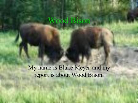 Wood Bison My name is Blake Meyer and my report is about Wood Bison.