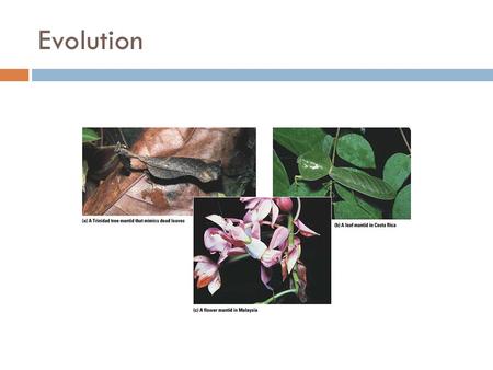 Evolution. What is Evolution?  The theory that organisms gradually and slowly change over time into new species.  Results from natural selection acting.