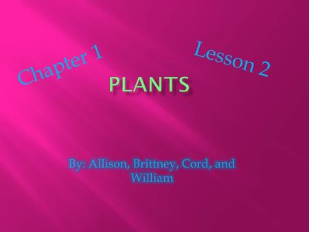 Chapter 1 Lesson 2.  A stem is a structure that holds the plant up and supports its leaves. There are soft and woody leaves. Woody leaves are tough and.