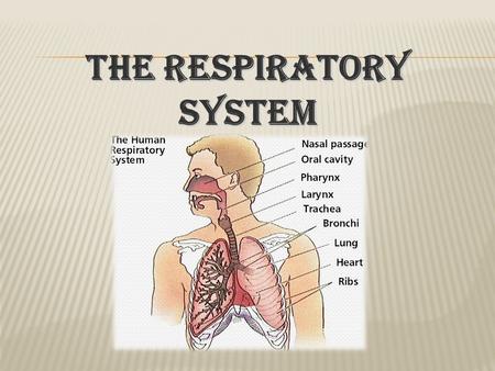 The respiratory system.  Humans breathe air into paired lungs through the nose and mouth during inspiration.  Whilst air is in the lungs gaseous exchange.