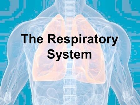 The Respiratory System