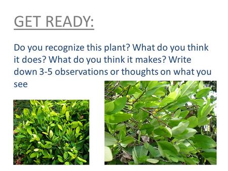 GET READY: Do you recognize this plant? What do you think it does? What do you think it makes? Write down 3-5 observations or thoughts on what you see.