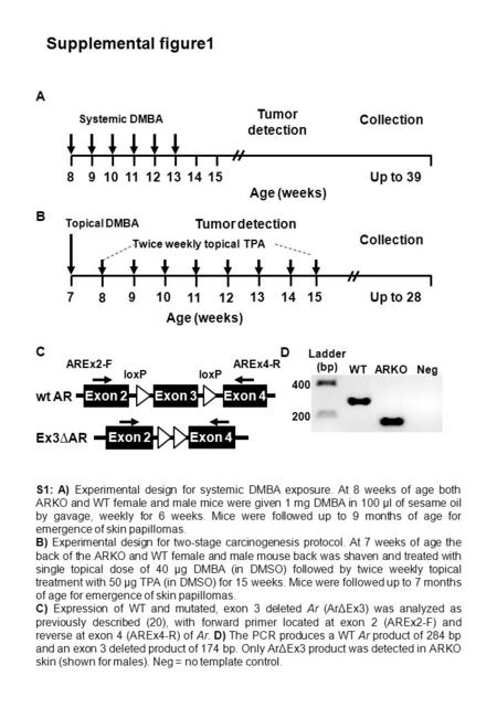 Supplemental figure1 89101112131415 Age (weeks) Up to 39 Systemic DMBA Tumor detection Collection A D C loxP AREx2-FAREx4-R Exon 4 Exon 2 Exon 3 Exon 2.