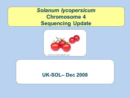 Solanum lycopersicum Chromosome 4 Sequencing Update UK-SOL– Dec 2008 Wellcome Trust Medical Photographic Library.