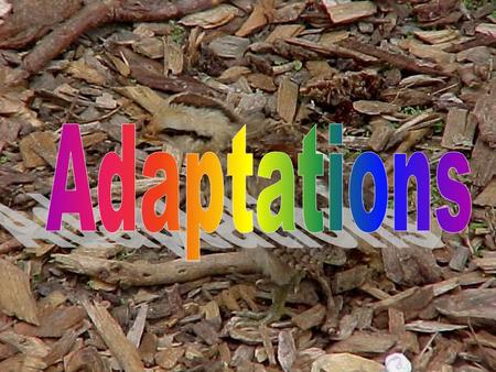 Adaptations.