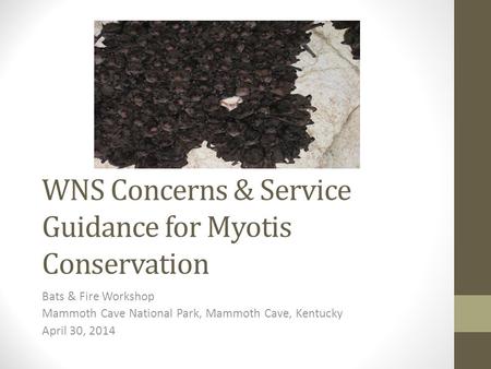 WNS Concerns & Service Guidance for Myotis Conservation Bats & Fire Workshop Mammoth Cave National Park, Mammoth Cave, Kentucky April 30, 2014.