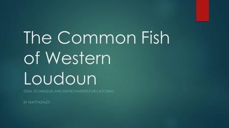 The Common Fish of Western Loudoun