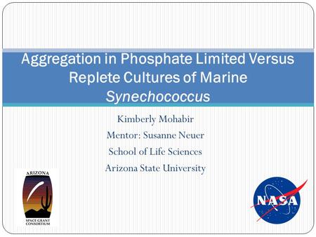 Kimberly Mohabir Mentor: Susanne Neuer School of Life Sciences Arizona State University Aggregation in Phosphate Limited Versus Replete Cultures of Marine.