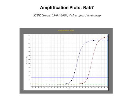 Amplification Plots: Rab7 SYBR Green, 03-04-2009, 441 project 1st run.mxp.