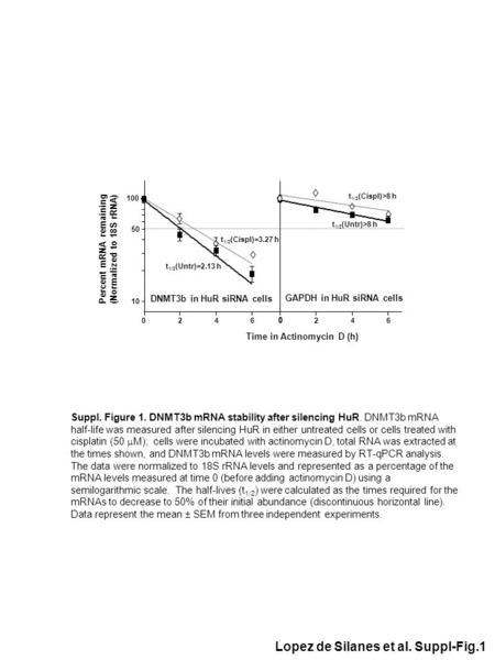 Lopez de Silanes et al. Suppl-Fig.1 0 10 50 100 246 DNMT3b in HuR siRNA cells t 1/2 (Untr)=2.13 h t 1/2 (Cispl)=3.27 h 0246 0 t 1/2 (Cispl)>8 h t 1/2 (Untr)>8.