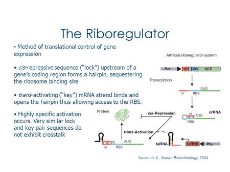 The Riboregulator Isaacs et al., Nature Biotechnology, 2004 Method of translational control of gene expression cis-repressive sequence (“lock”) upstream.