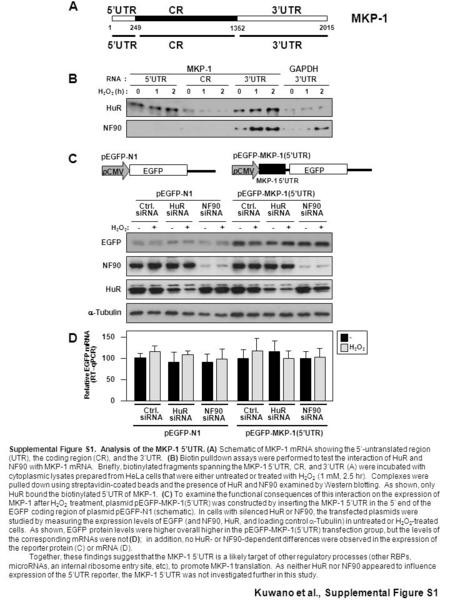 Supplemental Figure S2. Location and H 2 O 2 -dependent binding of RBPs to biotinylated MKP-1 transcripts. (A) Schematic of the MKP-1 mRNA showing the.