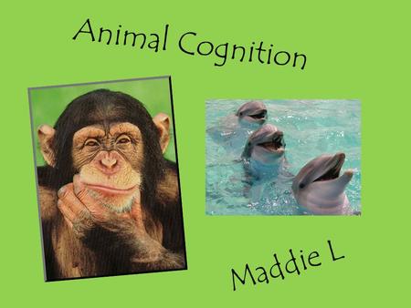 Animal Cognition Maddie L. What is Animal Cognition? Animal cognition is the modern title to the study of the mental capacity of non human animals. This.