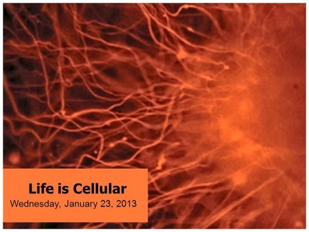 Life is Cellular Wednesday, January 23, 2013. Warm-Up: Tuesday, January 28, 2014 Pre Quiz – get out a ½ sheet of paper, for a pre unit quiz. Number 1-10.