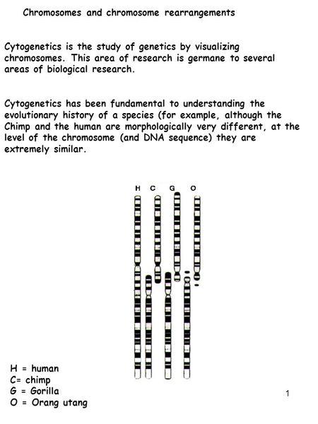 1 Chromosomes and chromosome rearrangements Cytogenetics is the study of genetics by visualizing chromosomes. This area of research is germane to several.