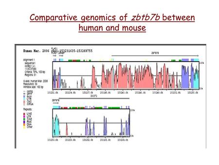 Comparative genomics of zbtb7b between human and mouse.