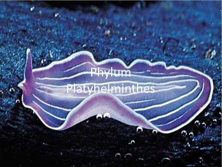 Phylum Platyhelminthes