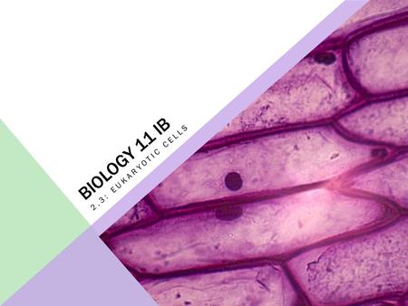 BIOLOGY 11 IB 2.3: EUKARYOTIC CELLS. ASSESSMENT STATEMENTS 2.3.1Draw and label a diagram of the ultrastructure of a liver cell as an example of an animal.