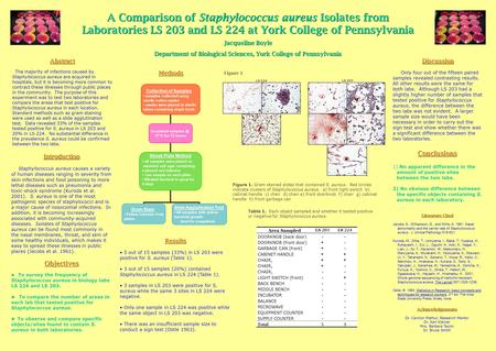 A Comparison of Staphylococcus aureus Isolates from Laboratories LS 203 and LS 224 at York College of Pennsylvania Introduction Staphylococcus aureus causes.