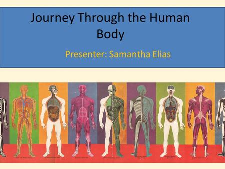 Journey Through the Human Body