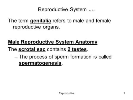 Reproductive1 Reproductive System rev 5-11 The term genitalia refers to male and female reproductive organs. Male Reproductive System Anatomy The scrotal.