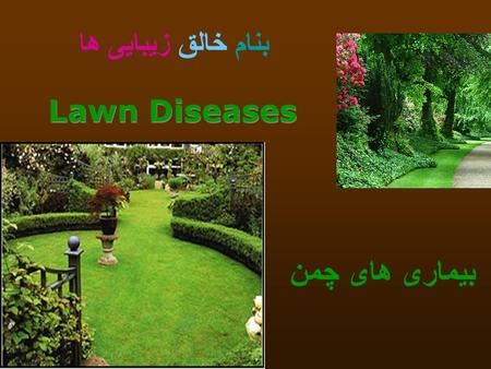 بنام خالق زیبایی ها بیماری های چمن Lawn Diseases.