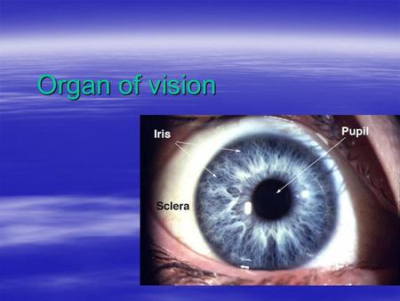 Organ of vision. The Five Senses  Touch  Hearing  SIGHT  Taste  Smell.