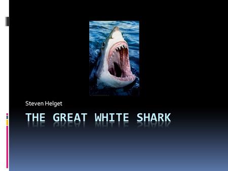 Steven Helget. What they eat  Fish such as salmon, hake, halibut, mackerel and tunas  Sea turtles  Seabirds  Seals  Not people.