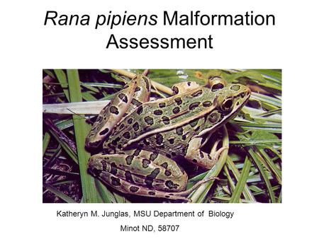 Katheryn M. Junglas, MSU Department of Biology Minot ND, 58707 Rana pipiens Malformation Assessment.