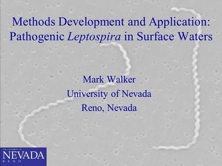 Methods Development and Application: Pathogenic Leptospira in Surface Waters Mark Walker University of Nevada Reno, Nevada.