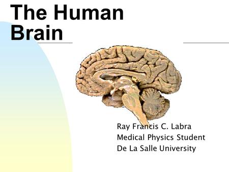 Ray Francis C. Labra Medical Physics Student De La Salle University The Human Brain.