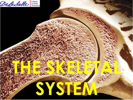 THE SKELETAL SYSTEM.