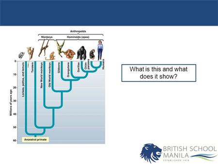 What is this and what does it show?. Objectives Know what a clade is and the evidence that makes an organism part of a clade. Interpret cladograms. Outcomes.