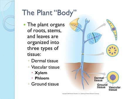 The Plant “Body” The plant organs of roots, stems, and leaves are organized into three types of tissue: Dermal tissue Vascular tissue Xylem Phloem.