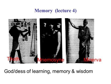 Memory (lecture 4) Thoth MnemosyneMinerva God/dess of learning, memory & wisdom.