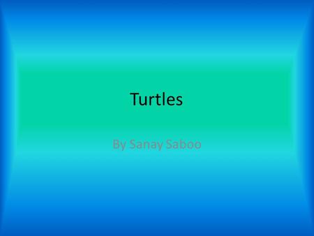 Turtles By Sanay Saboo.