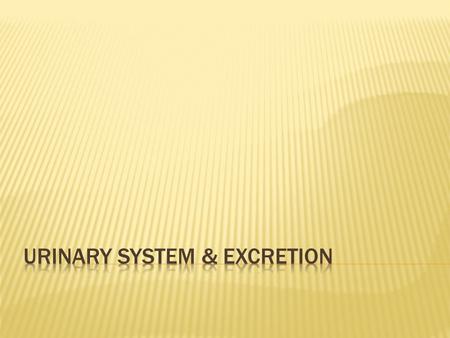  Excretion  The removal of metabolic wastes from the body  Kidneys are the primary organ of this process.