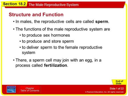 Section 18.2 The Male Reproductive System Slide 1 of 22 Structure and Function In males, the reproductive cells are called sperm. The functions of the.