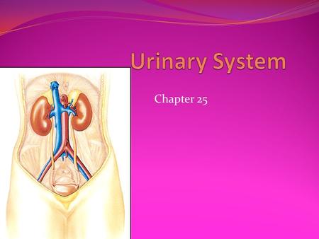 Urinary System Chapter 25.