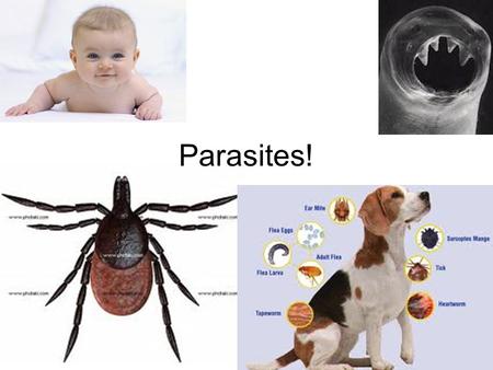 Parasites!. Parasites Internal / External Hole host of them: insects, arachnids, worms and protozoa.