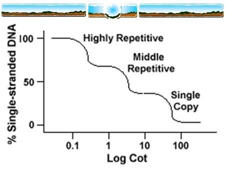 The Ac-Ds System. The Ac-Ds System Chromosome Aberrations.