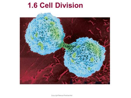 Copyright Pearson Prentice Hall 1.6 Cell Division.