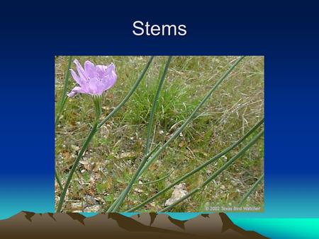 Stems.