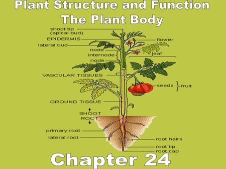 Plant Structure and Function