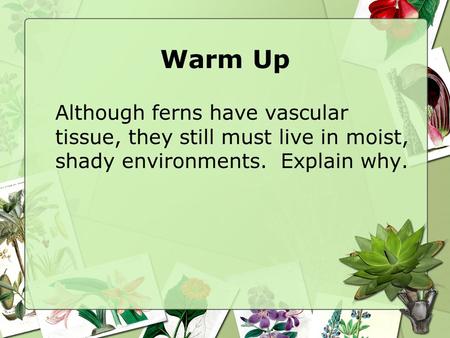 Warm Up Although ferns have vascular tissue, they still must live in moist, shady environments. Explain why.