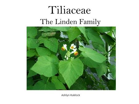 Tiliaceae The Linden Family Ashlyn Kuklock. Tiliaceae… -Are trees, shrubs, or rarely herbs -Contain 50 genera and 450 species that are characterized by.