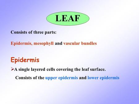 Consists of three parts: Epidermis, mesophyll and vascular bundles Epidermis  A single layered cells covering the leaf surface. Consists of the upper.