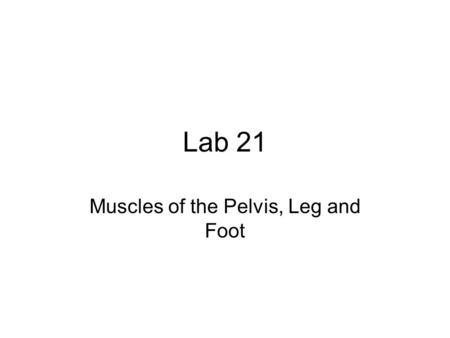 Muscles of the Pelvis, Leg and Foot