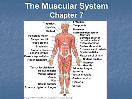 The Muscular System Chapter 7 The Muscular System Chapter 7.